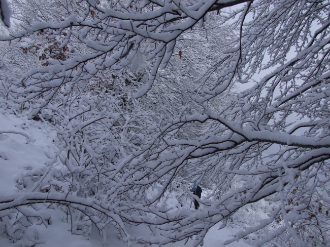 bosco innevato